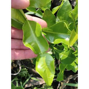 泰式粗皮柠檬嫁接苗 马蜂橙嫁接苗 泰式柠檬苗盆栽皱皮柠檬苗杯苗