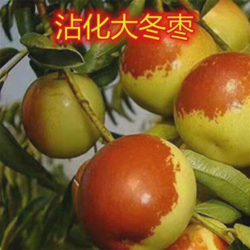 沾化大冬枣枣树苗果苗枣树苗嫁接金丝枣南北方盆栽庭院种当年结果