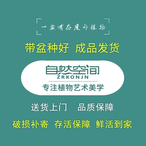 zr蝴蝶兰盆栽室内花卉盆景绿植带花苞盆品蓝黛釉礼蝴蝶兰艺术组