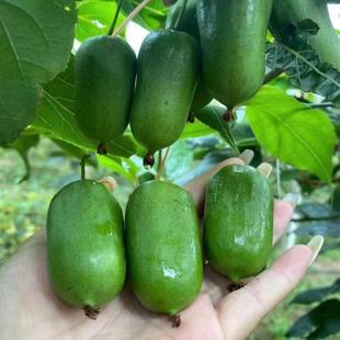 猕猴桃树果苗嫁接赤焰软枣猕猴桃树苗红心软枣子奇异莓猕猴桃果树