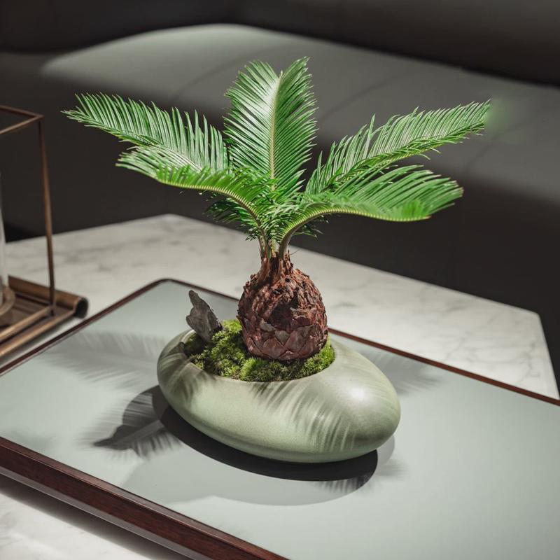 铁树盆栽室内客厅盆景办公室桌面绿植四季好养常青展厅装饰植物