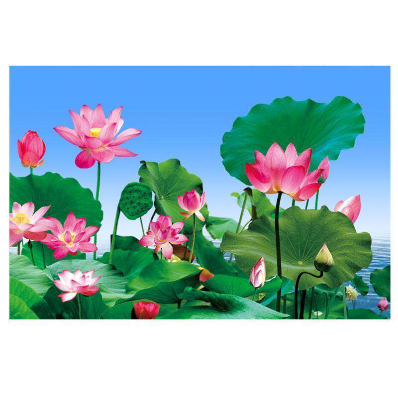 荷花荷叶办公室客厅背景