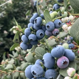 包邮 大凉山高海拔新鲜现摘当季 顺丰 中果15 花香L25蓝莓大果18