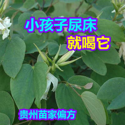 夜关门可种植盆栽地栽苗