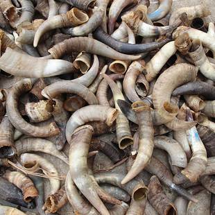 天然黄牛角散角原角 雕刻工艺品摆件药用原材料 白花色泽牛角