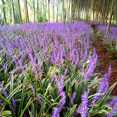 金边麦冬草苗室外地栽多年生宿根草花四季常绿别墅庭院草本植物