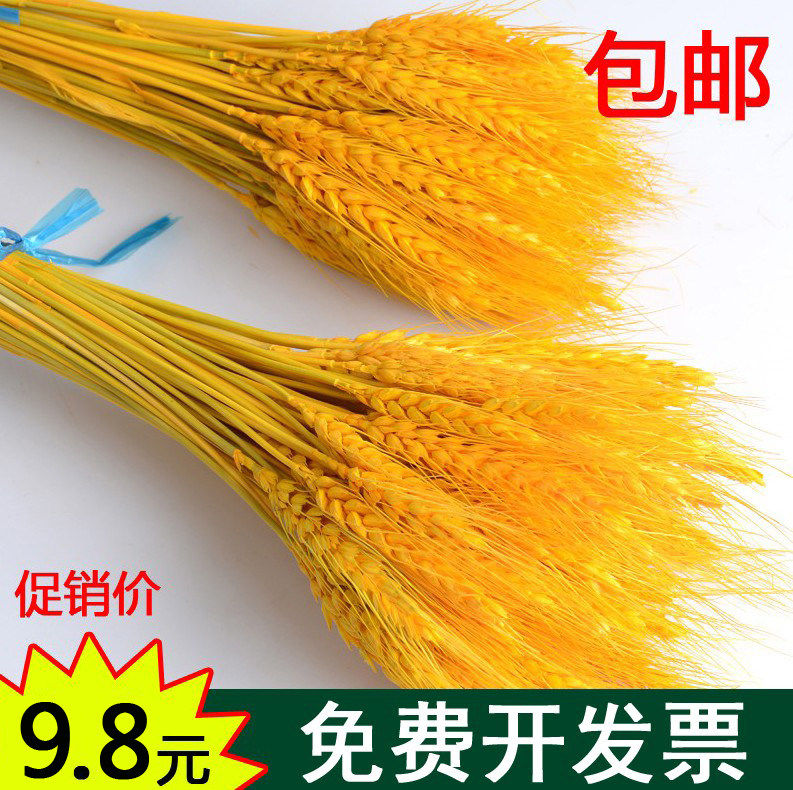 天然金黄麦穗小麦花杆金色大麦客厅田园装饰花束摆件干花开业送礼