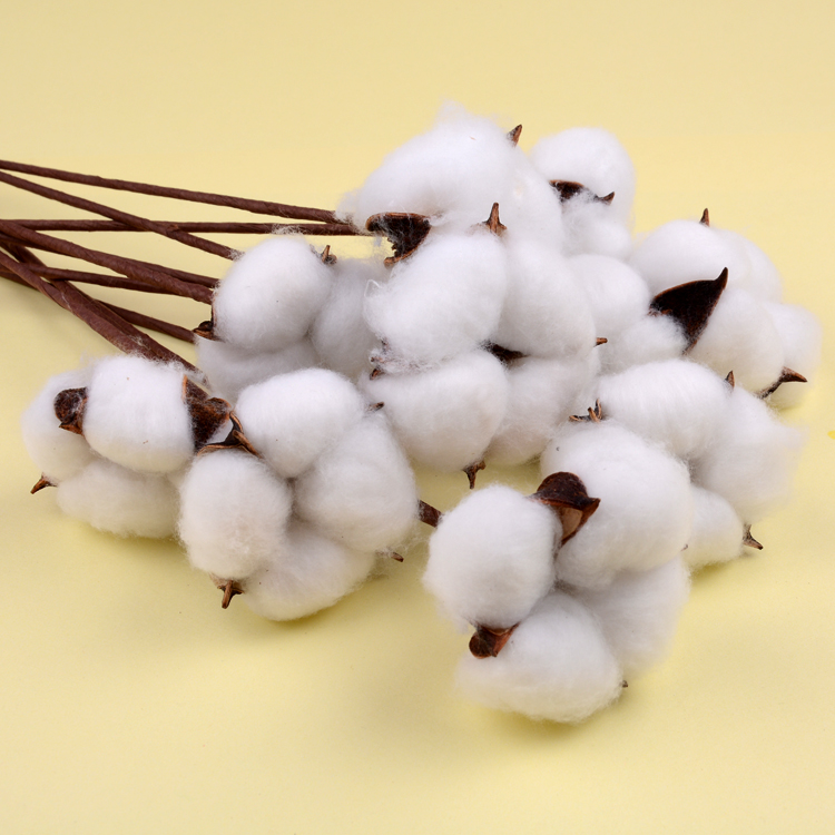 棉花干花装饰摆件天然永生花