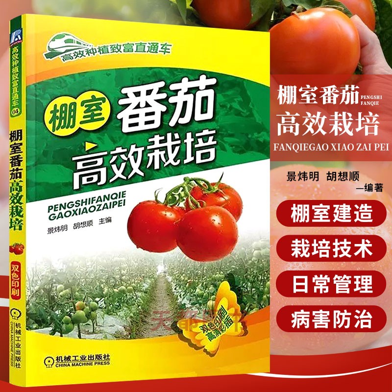 现货高效种植番茄西红柿栽培技术