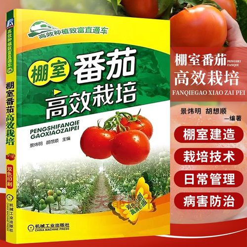 现货高效种植番茄西红柿栽培技术
