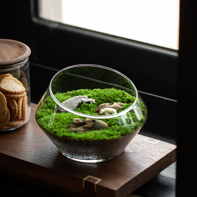 苔藓微景观室内桌面好养趣味植物