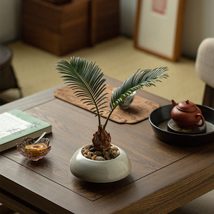 铁树盆栽新中式禅意花卉苏铁盆景办公室内桌面四季常青去甲醛植物