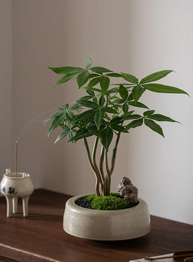 奇趣发财树室内桌面招财植物好养