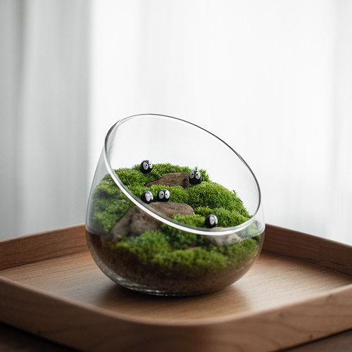 我的私人草坪桌面盆栽苔藓微景观