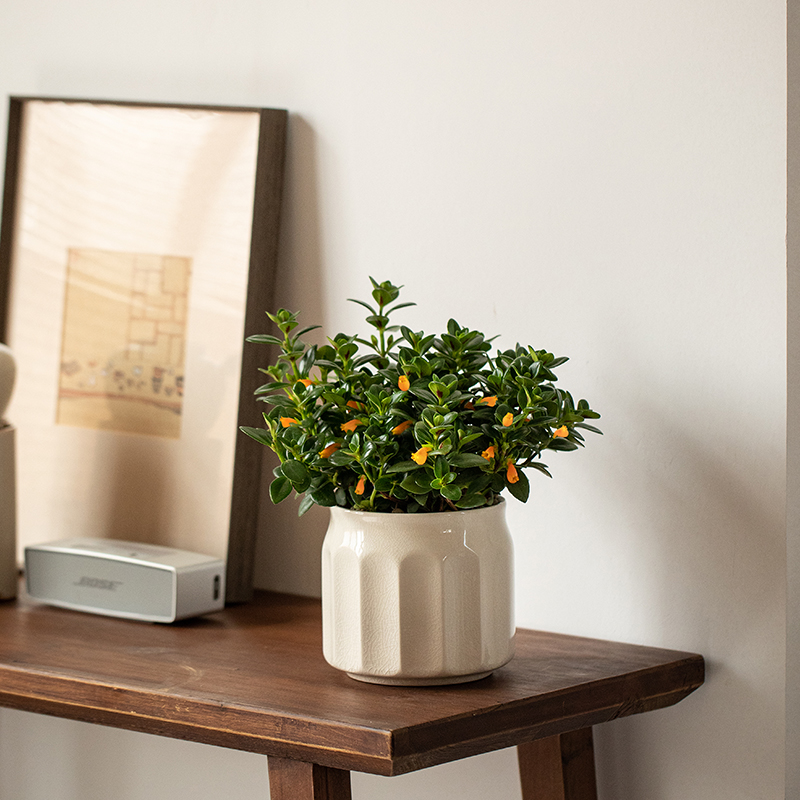 金鱼花盆栽年年有余净化空气易养