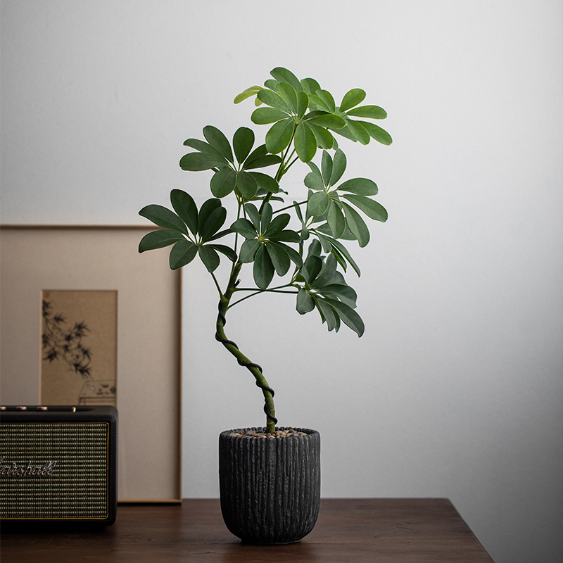 造型鸭脚木室内净化空气好养易活