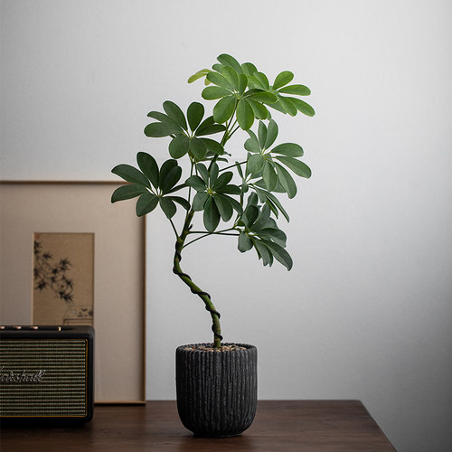 造型鸭脚木室内净化空气好养易活