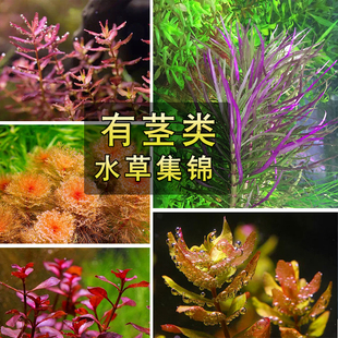 鱼草缸造景中后景有茎水草绿菊宫廷水族箱装饰懒人真水草植物新疆