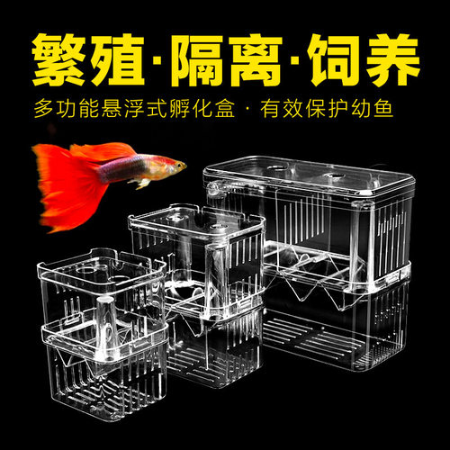 孔雀鱼隔离盒繁殖亚克力特大号