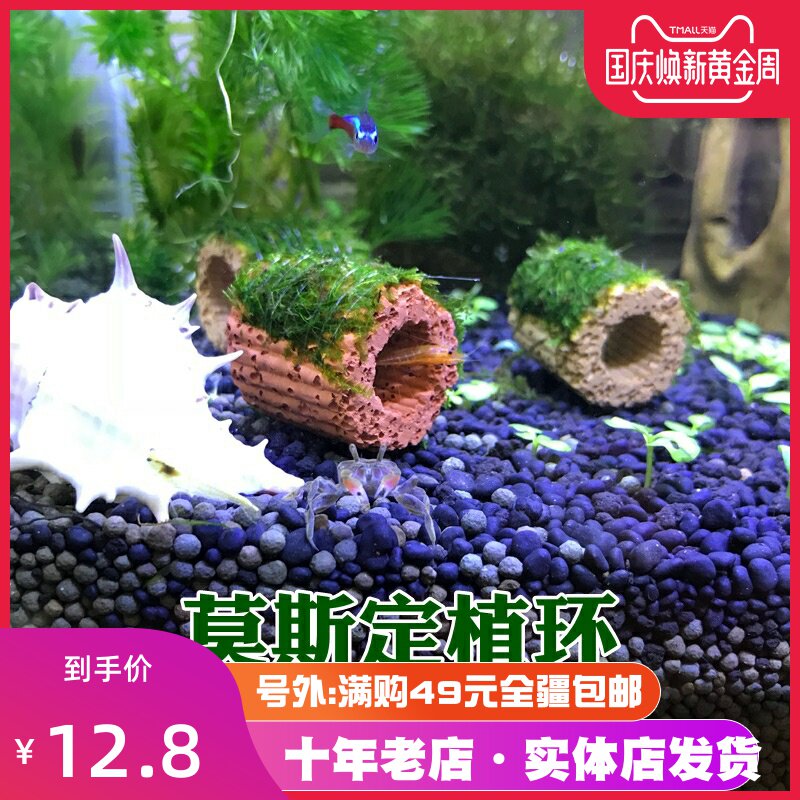 莫斯水草活体三角火焰垂泪MOS水草