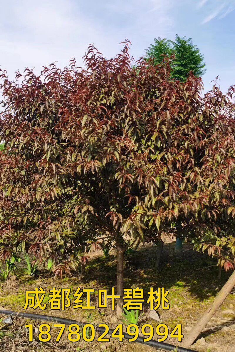 红叶碧桃树苗紫叶碧桃苗工程绿化苗紫叶桃别墅风景树庭院观赏桃花