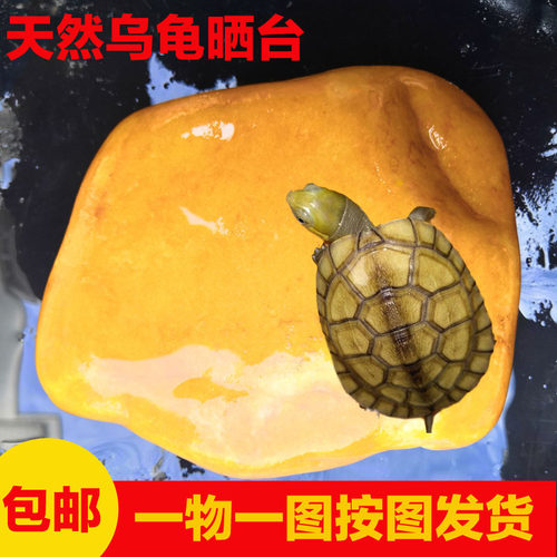 天然黄腊石乌龟晒台龟缸造景石