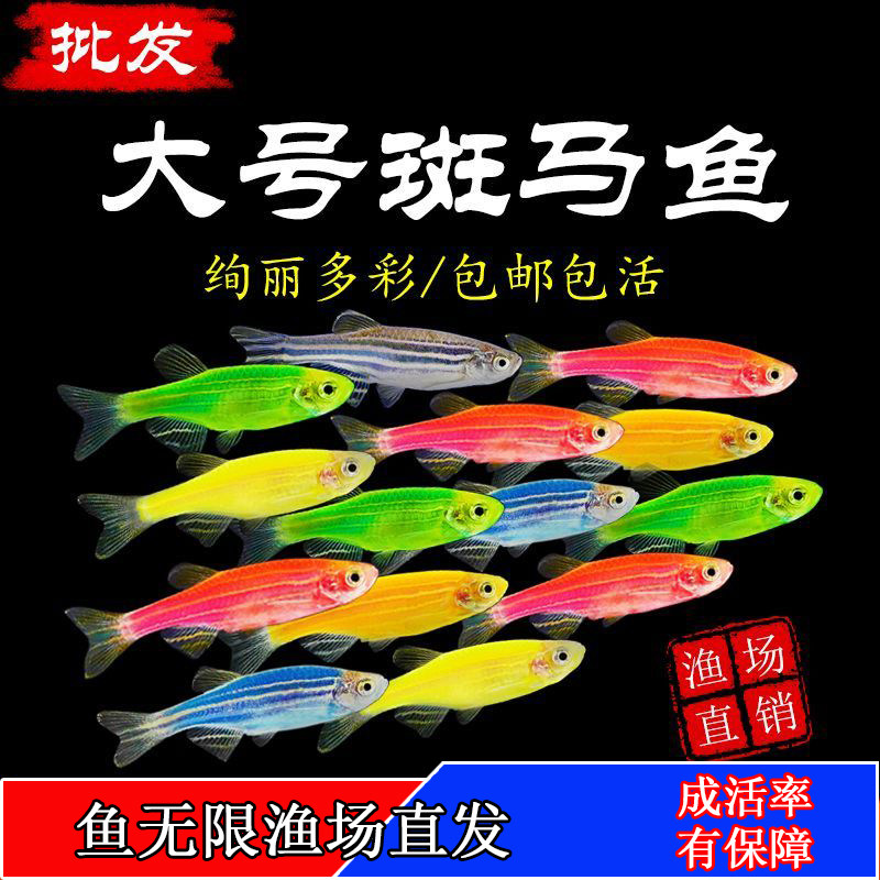 糖果斑马鱼 大号淡水观赏鱼苗 小型鱼活体冷水鱼彩色好养耐活鱼苗