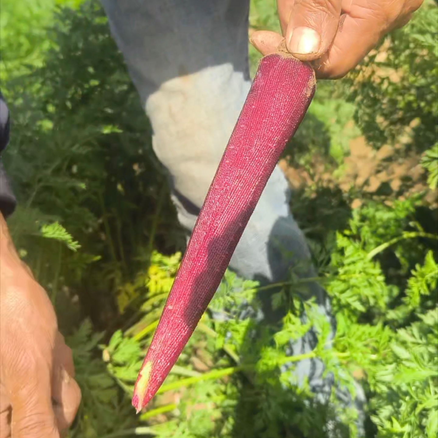 甘肃永昌沙地紫美人萝卜新鲜水果胡萝卜新鲜蔬菜紫色胡萝卜胡萝卜