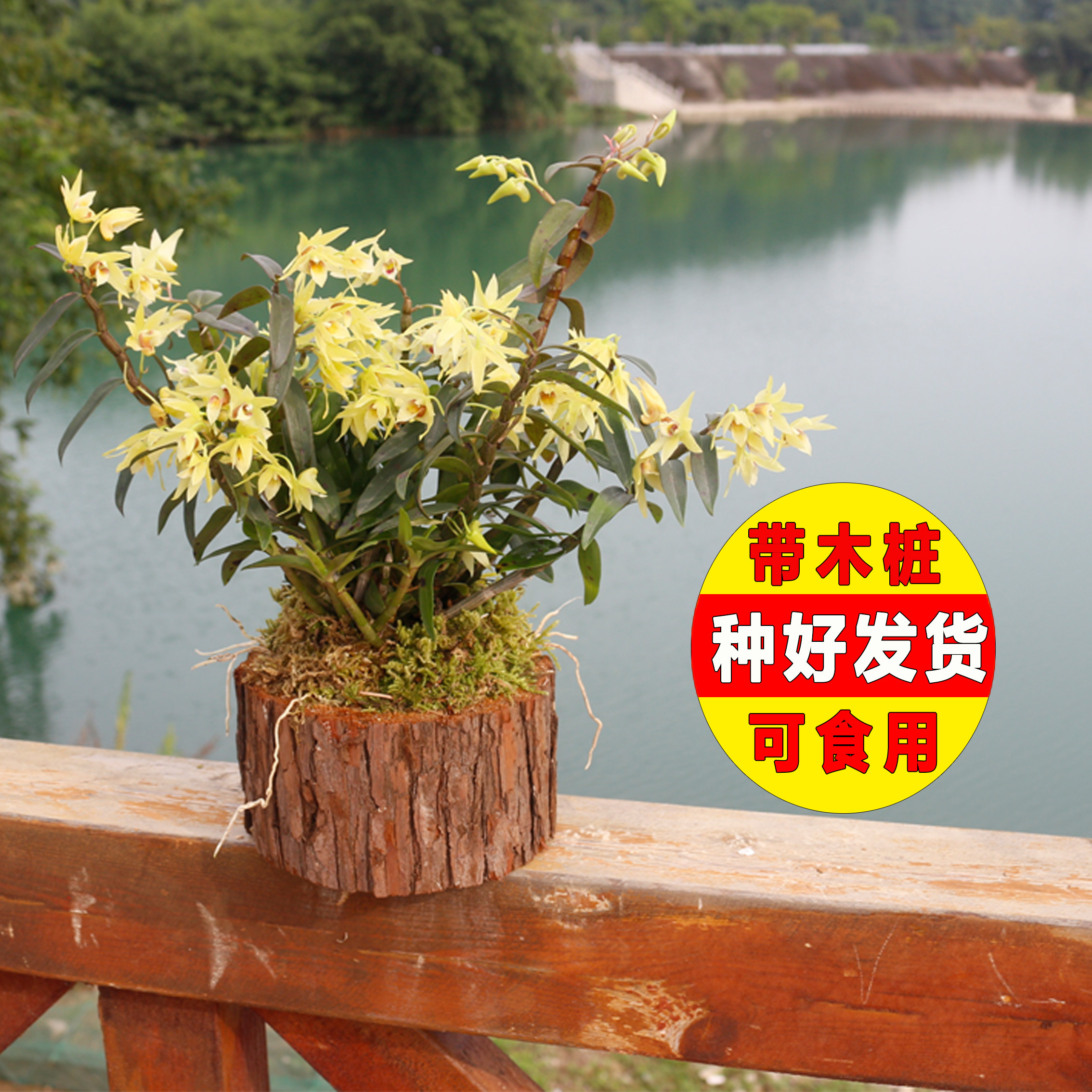 铁皮石斛苗木桩盆景花卉