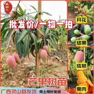 芒果树苗嫁接大果金煌四季芒果树苗贵妃芒果树苗当年结果地栽盆栽