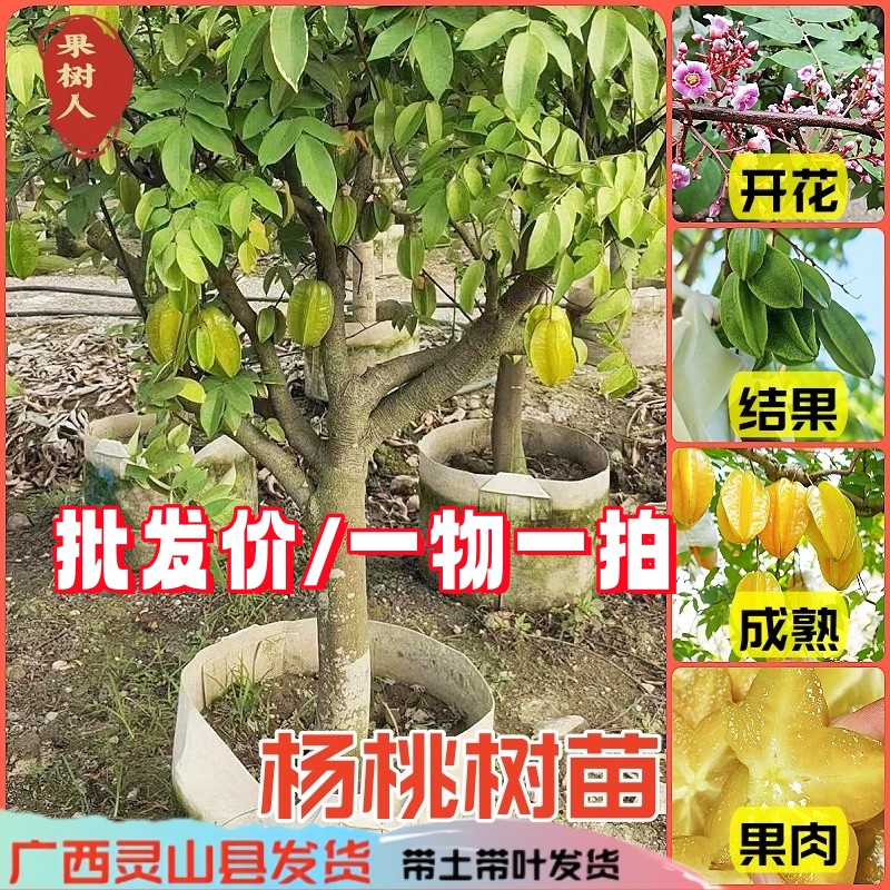 四季大果杨桃苗庭院楼顶全年种植