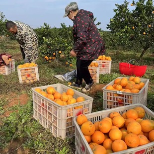 宜昌纽荷尔脐橙子秭归新鲜9斤大果自产当季现摘水果甜橙湖北三峡