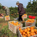 自家纽荷尔脐橙子秭归新鲜9斤大果宜昌当季 现摘水果甜橙湖北箱装