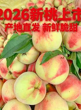 现摘脆甜毛桃鲜甜甜桃新鲜应季当季水果整箱包邮孕妇可食产地