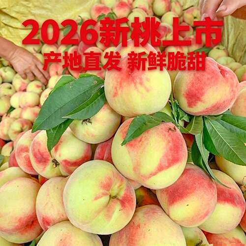 现摘脆甜毛桃鲜甜甜桃新鲜应季当季水果整箱包邮孕妇可食产地