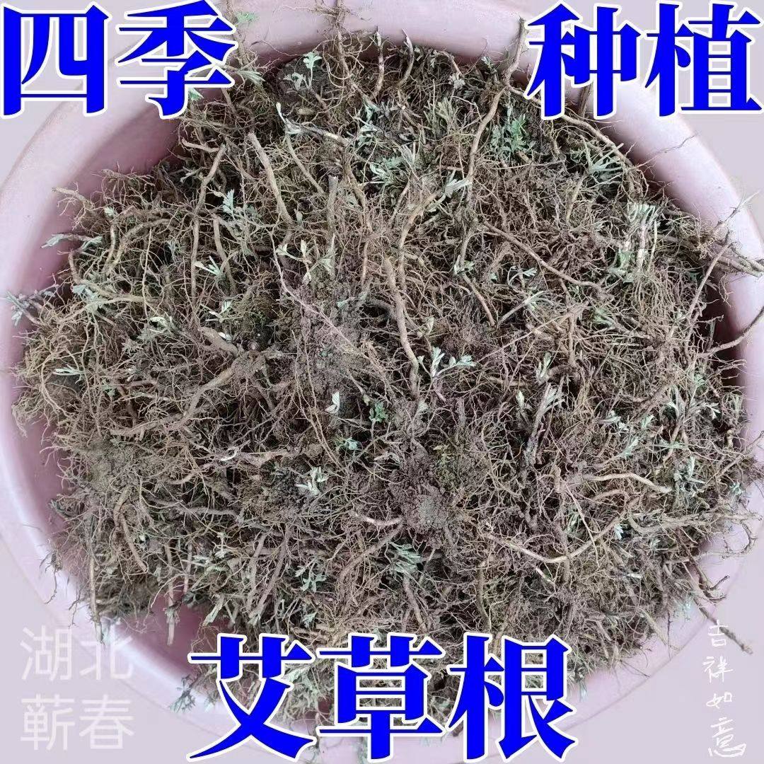 新鲜现挖艾草根正宗蕲艾根四季种植艾草种苗屋前屋后室外地栽绿植