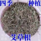 新鲜现挖艾草根正宗蕲艾根四季 种植艾草种苗屋前屋后室外地栽绿植