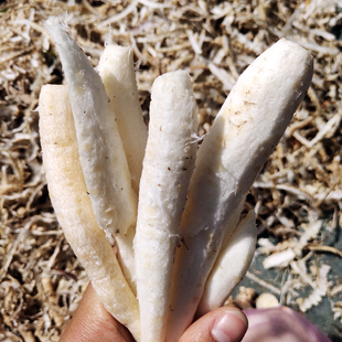 【去皮2斤】长白山特产新鲜沙参脆嫩轮叶山胡萝卜 山地瓜真空包邮