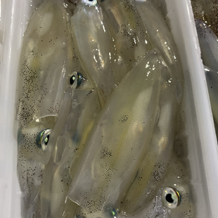 汕头南澳岛活冻小鱿鱼小墨鱼仔海兔子海鲜无添加剂渔民捕抓