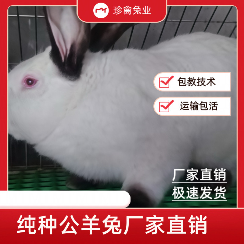 兔子活物成年兔活体新西兰肉兔种兔比利时可繁殖巨型兔伊拉兔