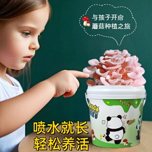 儿童DIY蘑菇种植桶装盆栽食用菌阳台菌包棒平菇趣味养小多肉栽培