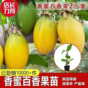 新品大果香蜜木瓜黄金百香果苗台湾改良百香果苗四季盆栽当年结果