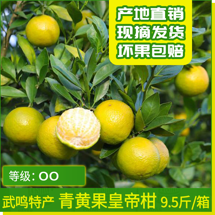 包邮！武鸣青黄果皇帝柑9.5斤 橘子广西特产果园现摘发货坏果包赔