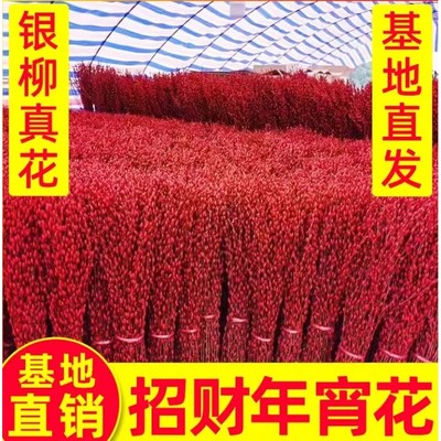 银柳真花鲜枝室内红色年宵花卉植物盆栽新年干花客厅摆件装饰