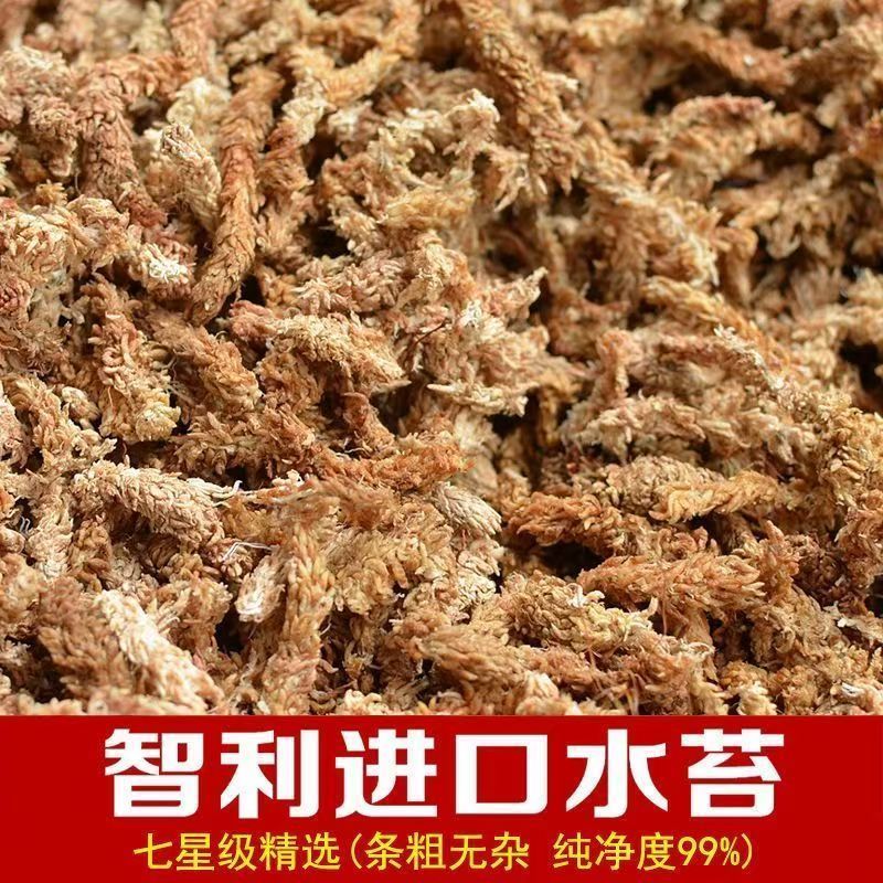 智利进口水苔土毛毛虫水苔蝴蝶兰营养土懒人盆绿色吸水盆