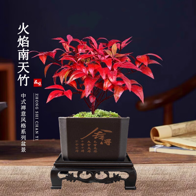 火焰南天竹盆栽矮化观叶小盆景室内禅意微景观耐寒绿植物好养易活