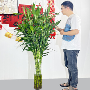大叶富贵竹90厘米 1.1米室内绿植易养净化空气去甲醛水培大号