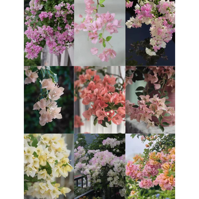 一加仑稀缺品种三角梅盆栽