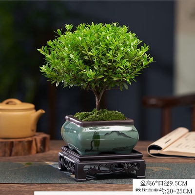 小叶赤楠带陶瓷花盆景植物办公室
