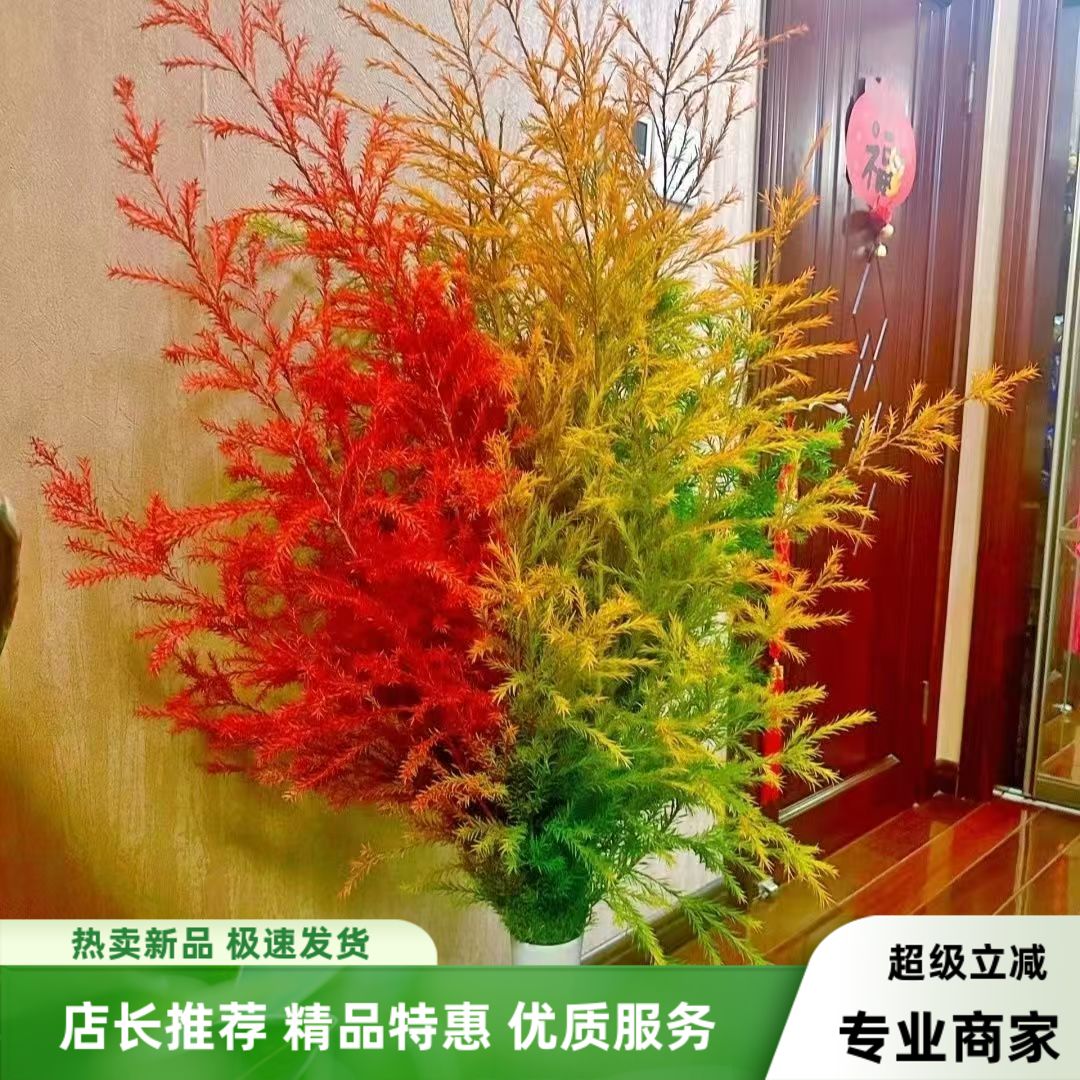 A级千层金鲜花云南基地直发黄金香柳鲜切花插花可干花